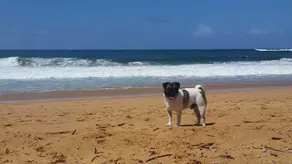 The Mac Shak - Bushland Retreat (Pet Friendly) - Image 3