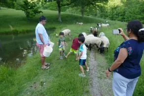 Pocahontas County Working Sheep Farm - Image 4