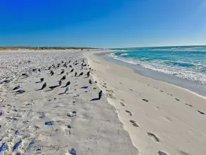 Yosanmine 10ad 1BR Purple Parrot Condo af Perdido Key Resort Management - Image 3