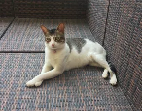 Luxurious private Home cat allowed Amanora mall, seasons mall walking distances - Image 2