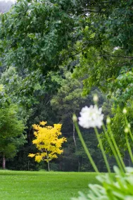 Privat timmer Stuga i regnskogen - Image 5