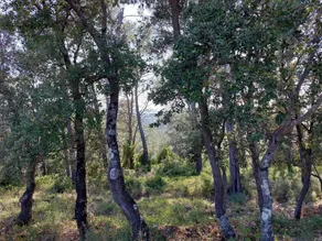 Bain de Nature - Châlet Provençal au Milieu de la Forêt - Image 3