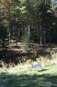 Premier Cottage, King Bedroom w/laundry, Amazing Bunk Room & Loft, AC, Pets Free - Image 3