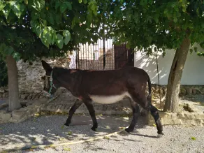 Cortijo la Solana, alpaca farm with pool, in stunning  rural location. - Image 4