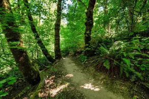 Forest Studio Oasis - Mile from Multnomah Village - Image 4
