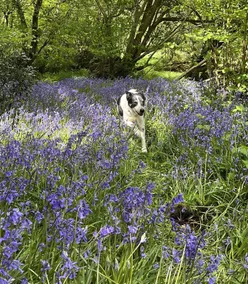 Bluebell Brook Camp Secluded camping in 13 acres of magical meadow and woodland. - Image 3