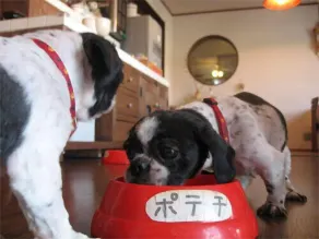 Dog-friendly Pension Zoo - Image 2