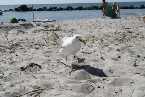 Strandnahes Ferienhaus für 2 bis 3 Personen auf großem Grundstück, ruhige Lage. - Image 4