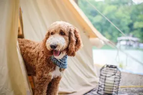 Deluxe Safari Tent Glamping at Unicoi in Helen GA - 15 - Image 2