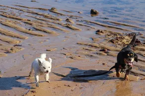 Adrift at Ventnor, Pet Friendly on Phillip Island + wifi & linen - Image 3