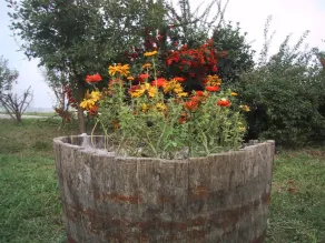 La Quercia del Saggio - Image 5