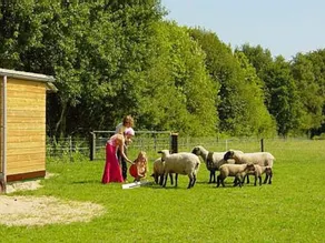 Ferienhaus Noordwolde Ländlich - Image 4