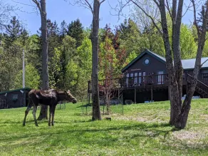 Moosehead Lake Lodge in Rockwood  - Image 4