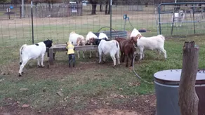 Brandin 'Post On The Flyin' D Ranch - Image 2