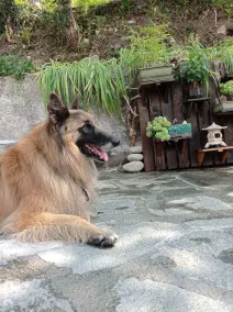 casa de férias de sonho calma repose-são permitidos animais de-vista única para Citadel - Image 2
