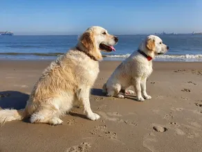 Tipo de casa geminada de luxo Strandparel, área tranquila no parque da praia, Zelândia - Image 3