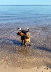 Cozy, super-clean cabin minutes from Lake Superior & the Porkies! - Image 3