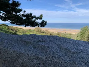 Roen i landskabet nær strandene og den historiske by Bayeux - Image 3