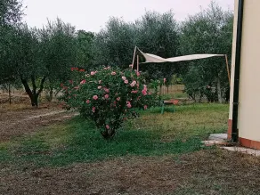 Agricola Moderna byFDR - Image 3