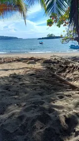 Ceiba Ganadito - Image 5