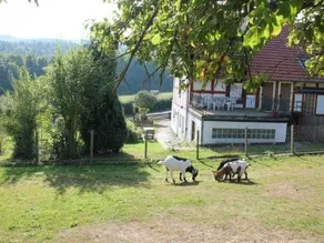 Ferienwohnung Bärenhöhle - Ferienwohnungen Kupille - Image 4