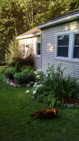 Peaceful Cottage Retreat - Image 5