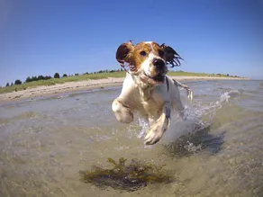 Das RYE ist zu jeder Jahreszeit ein Genuss - privater Pool, offen geschnitten, WIRKLICH HUNDEFREUNDLICH - Image 2