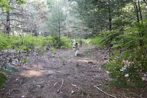20 acres, located near beaches, snowmobile trails and other local attractions. - Image 3