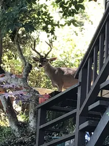 Mill Valley Tree House - Image 2