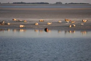 Direkt vid Unesco världsarv Vadehavet; Vila / badboll / Frisiska Öarna / island hopping - Image 5