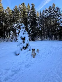 Familienfreundliches Ferienhaus für bis zu 8 Personen, direkt im Skigebiet - Image 2