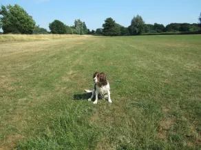 APPARTEMENT 1 CHAMBRE DE LUXE AVEC JARDIN - 2 MIN DE MARCHE À RIVER - AMIS DES CHIENS - Image 2