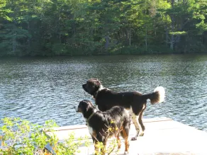 Avskilt, off-grid, Dog-Friendly Stuga på Pristine Lake - Image 4