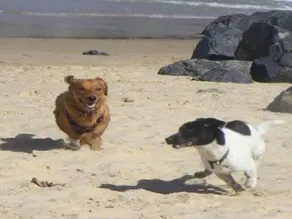 ***Heaven No 2, 100% Pet Friendly 3 bedroomHoliday property Pambula Beach NSW*** - Image 3