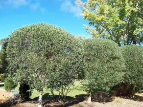 The Olivetree Cottage - Image 3