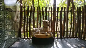 A wellness getaway in nature, for you & your pet ! - Image 3