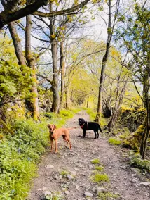 La vieille grange, chalet pour les chiens à Reeth avec jardin clos et parking - Image 2