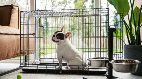 Comfortable holiday home for 6 people and your dog - Image 2
