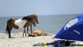 3 Bedroom Ranch near Assateague - Image 5
