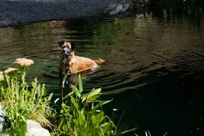 Hidden Pond Gong Suite - Luxury , Pet Friendly, with Hot Tub and Private Beach - Image 2