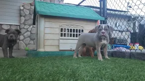 Tiny Home in Bulldog Paradise with free puppy love ❤️ - Image 4