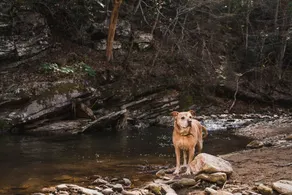 Dog friendly Cabin & Hot Tub near Boone & Parkway - Image 3