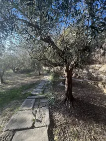 Lodge in the olive grove - Image 5
