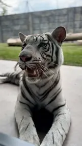 Big Cat Bungalows at The Haven - Image 3