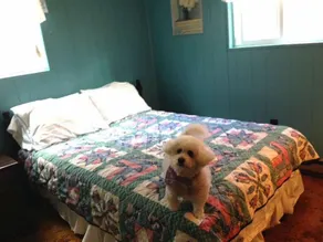 Cottage confortable, cheminée et draps gratuits pour animaux de compagnie - Image 5
