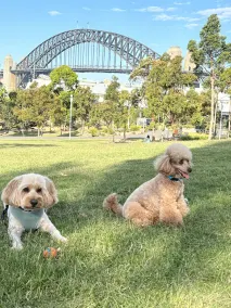 Spectacular Location Overlooking Sydney Harbour from a Unique & Historic Setting - Image 4
