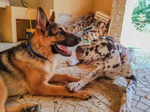 Villa Merola - Image 2