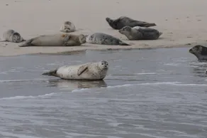 Maison de vacances indépendante pour 6 personnes, proche de la mer des Wadden - Image 4