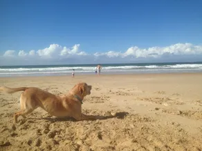 Mudjimba Oceanside Beach Retreat- 40 seconds from the water! - Image 4