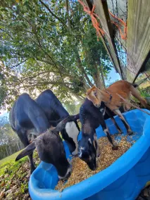 \"EL PARCHE\"  Family Farmhouse - Image 4